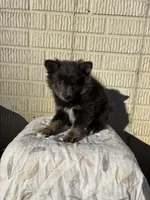 Standard blue female pom, a female Pomeranian for sale in Rome City, IN – 8 of 10