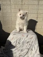 Standard white female, a female Pomeranian for sale in Rome City, IN – 7 of 10