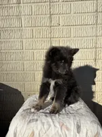 Standard blue female pom, a female Pomeranian for sale in Rome City, IN – 2 of 10