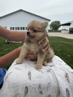 Red Merle male, a male Pomeranian for sale in Rome City, IN – 6 of 6