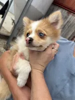 Spunky active male blue eyes, a male Pomeranian for sale in Rome City, IN – 3 of 9