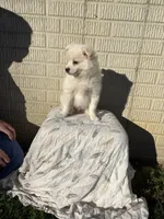Standard White male pom, a male Pomeranian for sale in Rome City, IN – 9 of 10