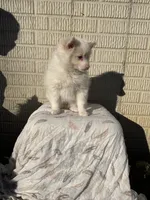 Standard white female, a female Pomeranian for sale in Rome City, IN – 3 of 10