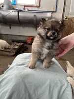 Small male, a male Pomeranian for sale in Rome City, IN – Photo 5 of 7