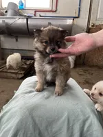 Small male, a male Pomeranian for sale in Rome City, IN – Photo 3 of 7