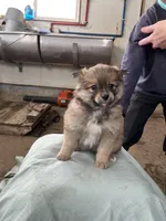 Small male, a male Pomeranian for sale in Rome City, IN – Photo 1 of 7