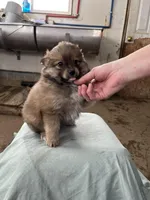 Small male, a male Pomeranian for sale in Rome City, IN – Photo 2 of 7
