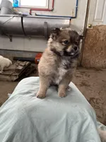 Small male, a male Pomeranian for sale in Rome City, IN – Photo 6 of 7