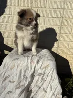 Standard tri boy pom, a male Pomeranian for sale in Rome City, IN – 10 of 10