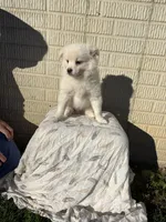 Standard White male pom, a male Pomeranian for sale in Rome City, IN – 8 of 10