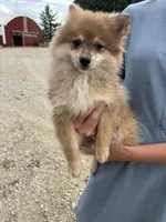 Tan female, a female Pomeranian for sale in Rome City, IN – 2 of 6