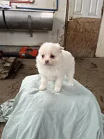 100% sweetheart, a female Pomeranian for sale in Rome City, IN – Photo 4 of 5