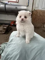 100% sweetheart, a female Pomeranian for sale in Rome City, IN – Photo 5 of 5