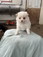 100% sweetheart, a female Pomeranian for sale in Rome City, IN – Photo 1 of 5