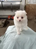 100% sweetheart, a female Pomeranian for sale in Rome City, IN – Photo 3 of 5