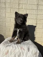 Standard blue female pom, a female Pomeranian for sale in Rome City, IN – 5 of 10
