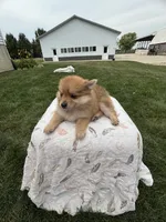 Red girl, a female Pomeranian for sale in Rome City, IN – 2 of 4
