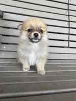 Tan and white female, a female Pomeranian for sale in Rome City, IN – Photo 6 of 10