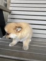 Tan and white female, a female Pomeranian for sale in Rome City, IN – Photo 5 of 10
