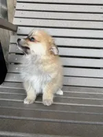 Tan and white female, a female Pomeranian for sale in Rome City, IN – Photo 10 of 10