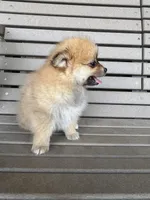 Tan and white female, a female Pomeranian for sale in Rome City, IN – Photo 9 of 10