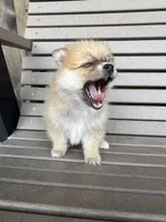 Tan and white female, a female Pomeranian for sale in Rome City, IN – Photo 4 of 10