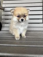 Tan and white female, a female Pomeranian for sale in Rome City, IN – Photo 7 of 10