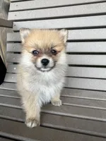 Tan and white female, a female Pomeranian for sale in Rome City, IN – Photo 8 of 10