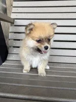 Tan and white female, a female Pomeranian for sale in Rome City, IN – Photo 2 of 10