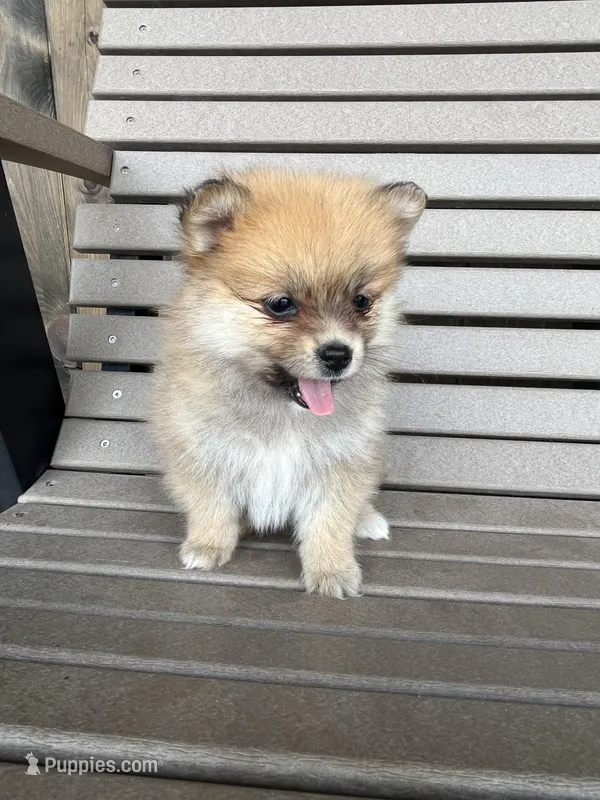 Tan and white female – Pomeranian puppy for sale in Rome City, IN