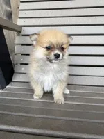Tan and white female, a female Pomeranian for sale in Rome City, IN – Photo 3 of 10