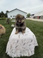 Dark red , a male Pomeranian for sale in Rome City, IN – 3 of 5