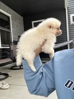 White male teacup, a male Pomeranian for sale in Rome City, IN – 6 of 7