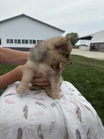 Red Merle male, a male Pomeranian for sale in Rome City, IN – 5 of 6