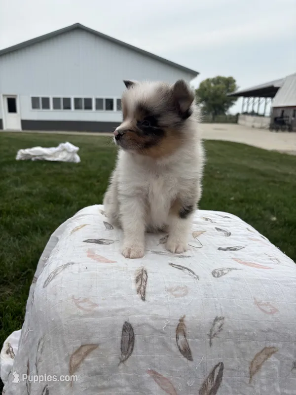 Tri colored Merle  – Pomeranian puppy for sale in Rome City, IN
