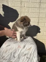 Standard tri boy pom, a male Pomeranian for sale in Rome City, IN – 4 of 10