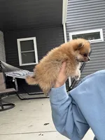 Red male teacup, a male Pomeranian for sale in Rome City, IN – 5 of 7