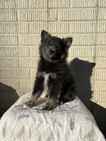 Standard blue female pom, a female Pomeranian for sale in Rome City, IN – 4 of 10