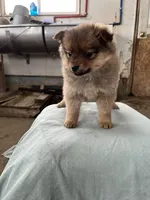 Small female, a female Pomeranian for sale in Rome City, IN – Photo 6 of 6