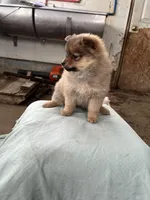 Small female, a female Pomeranian for sale in Rome City, IN – Photo 4 of 6