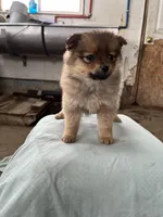 Small female, a female Pomeranian for sale in Rome City, IN – Photo 3 of 6
