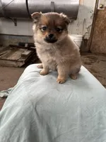 Small female, a female Pomeranian for sale in Rome City, IN – Photo 2 of 6