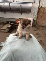 Small female, a female Pomeranian for sale in Rome City, IN – Photo 5 of 6