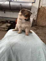 Small female, a female Pomeranian for sale in Rome City, IN – Photo 1 of 6