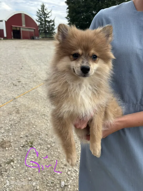 Tan female – Pomeranian puppy for sale in Rome City, IN