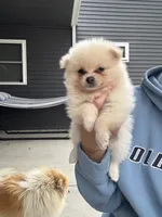 White male teacup, a male Pomeranian for sale in Rome City, IN – 7 of 7