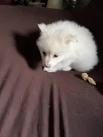 White female #1 , a female Pomeranian for sale in Rome City, IN – Photo 5 of 7