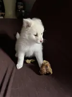 White female #1 , a female Pomeranian for sale in Rome City, IN – Photo 4 of 7