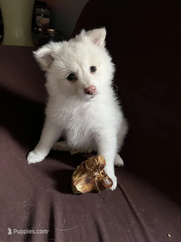 White female #1 , a female Pomeranian for sale in Rome City, IN – Photo 1 of 7