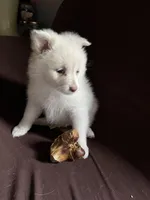 White female #1 , a female Pomeranian for sale in Rome City, IN – Photo 2 of 7